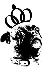 Nelly the pug